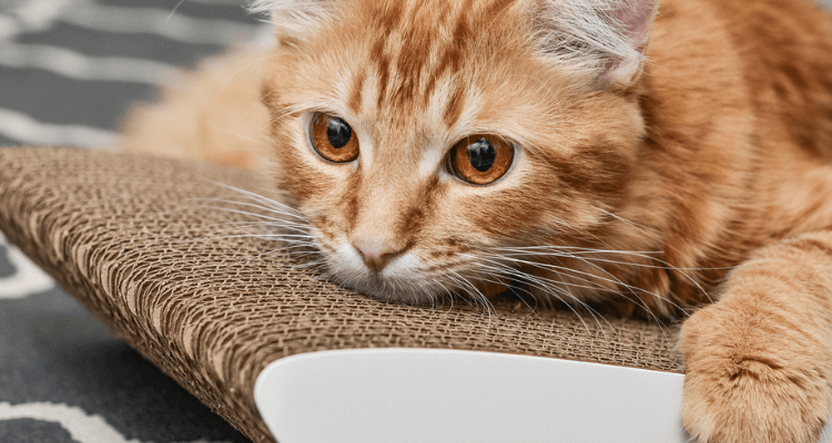 Um gato de pelo caramelo e algumas listras brancas no focinho e olhos caramelo deitado em um tapete cinza com detalhes em branco com a cabeça apoiada em uma almofada marrom olhando fixamente para algo.