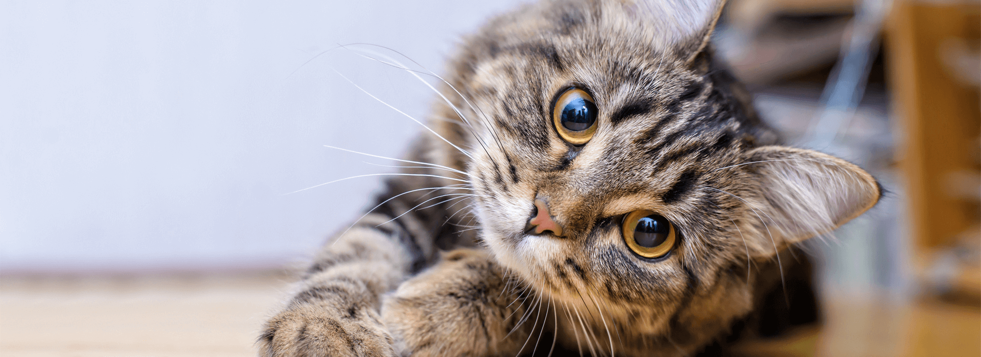 Quer aprimorar seu entendimento sobre o significado da palavra 'Cat' em  inglês?, Palavra do Dia