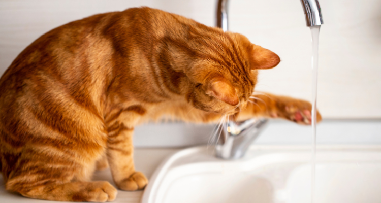 Imagem de um gato laranja sentado em uma pia branca, ao lado de uma torneira, com uma das patas tocando na água que sai dela.