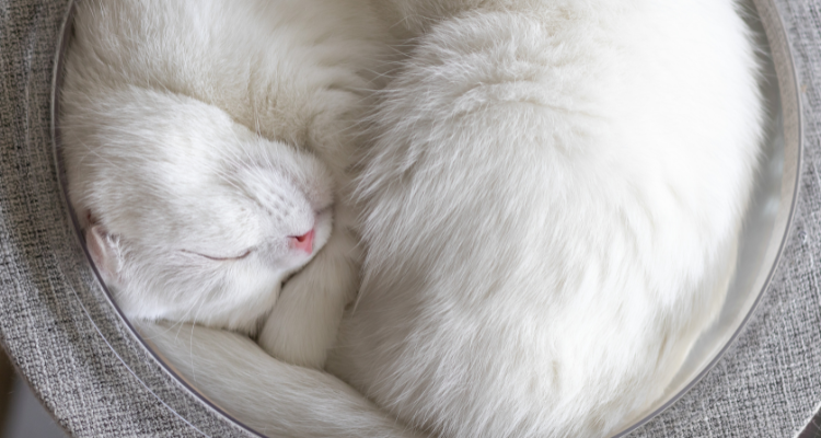 Imagem de um gato de pelagem branca dormindo encolhido em um pote redondo sobre uma superfície cinza.
