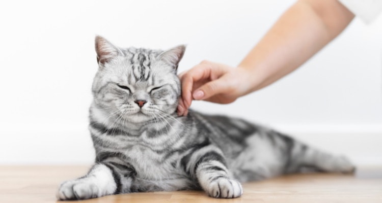 Imagem de um gato tabby cinza com branco deitado em um piso de madeira, com a cabeça erguida e os olhos fechados, recebendo carinho do seu tutor.