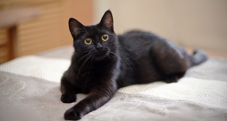 Imagem de um gato preto com olhos amarelos deitado sobre uma colcha cinza com branca.