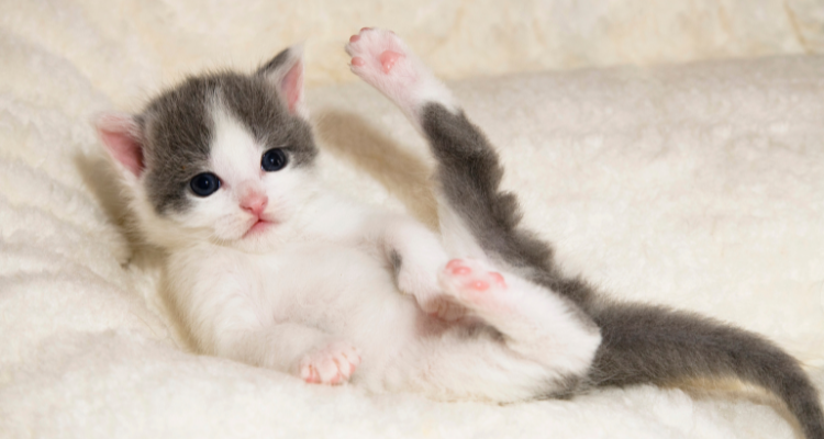 Um gatinho de pelo branco e manchas cinza com olhos escuros, deitado na sua caminha de cor branca olhando fixamente para algo.